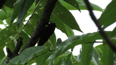 Cryptotympana atrata