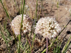 Allium howellii clokeyi