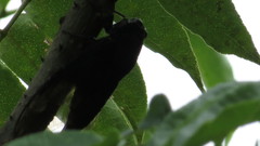 Cryptotympana atrata