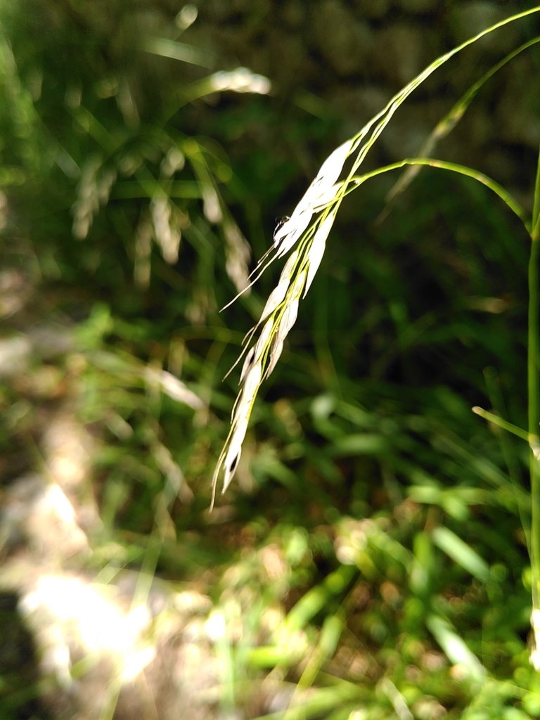 Oryzopsis paradoxa