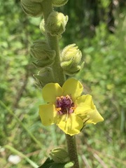 Verbascum tiberiadis