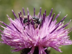 Anthidium punctatum