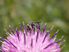 Anthidium punctatum