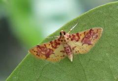 Conogethes haemactalis