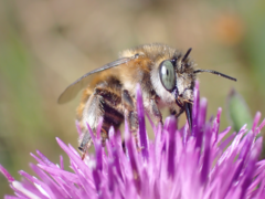Anthophora quadrimaculata