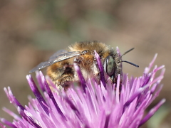 Anthophora quadrimaculata