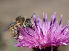Anthophora quadrimaculata