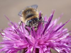 Anthophora quadrimaculata