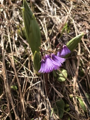 Soldanella