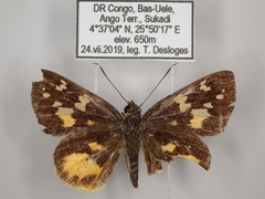 Pardaleodes tibullus tibullus