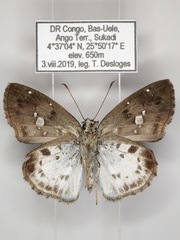 Sarangesa maculata
