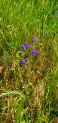 Delphinium consolida