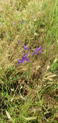 Delphinium consolida