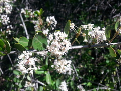 Ceanothus cuneatus cuneatus