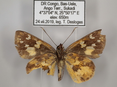 Pardaleodes tibullus tibullus