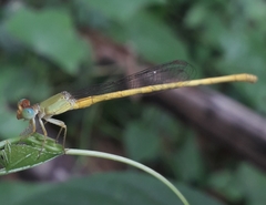 Ceriagrion coromandelianum