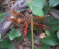 Brachythemis contaminata