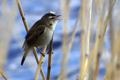 Acrocephalus schoenobaenus