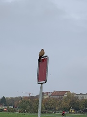 Falco tinnunculus