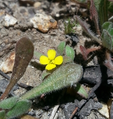 Camissoniopsis micrantha