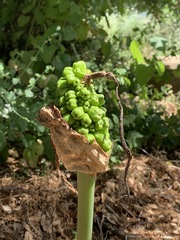Arum palaestinum