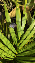 Zizina otis labradus