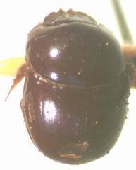 Canthidium