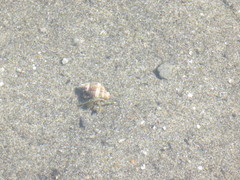 Pagurus hirsutiusculus