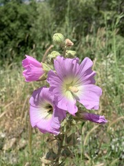 Alcea setosa