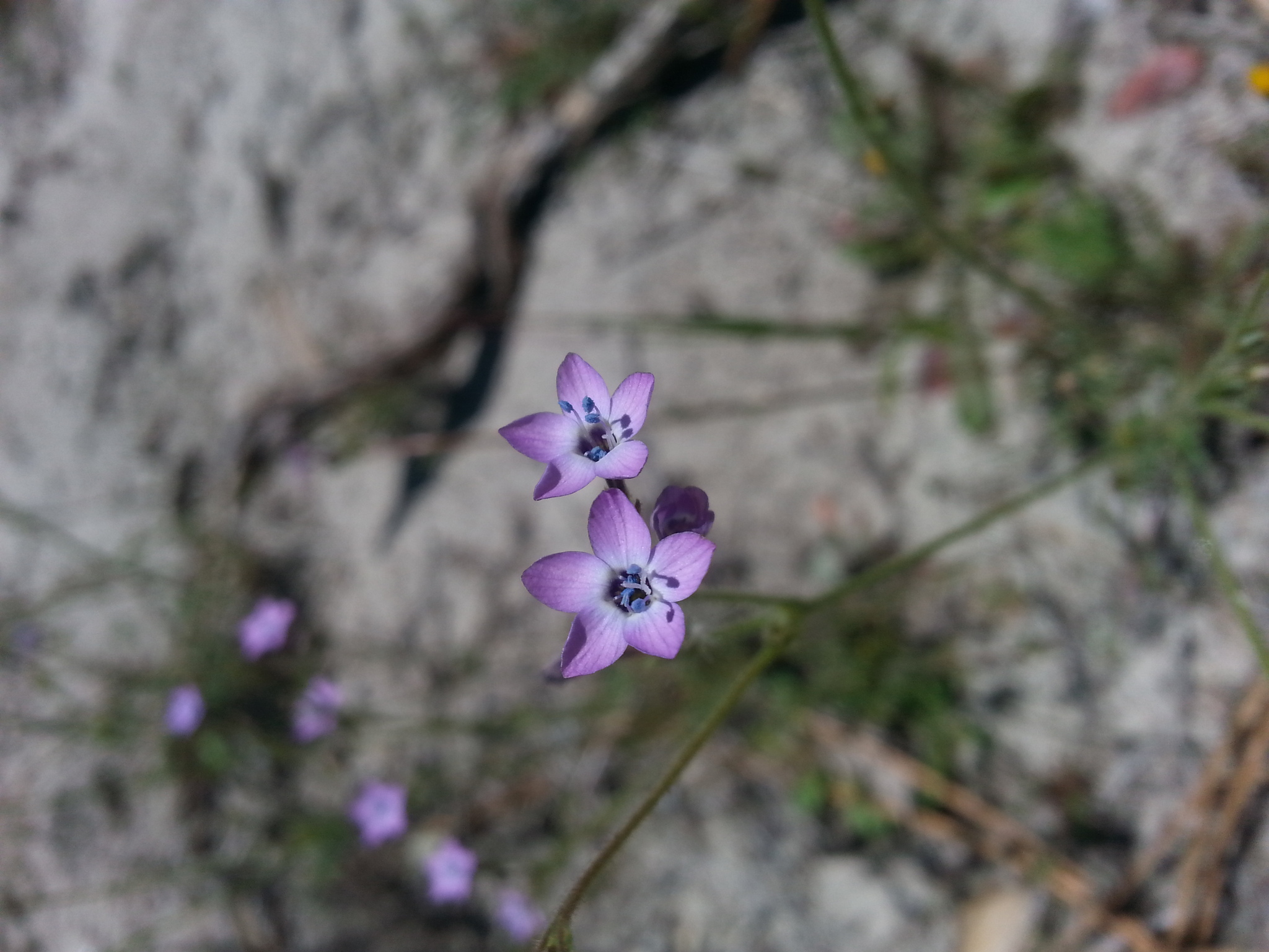 Gilia tenuiflora ssp. tenuiflora