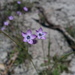 Gilia tenuiflora tenuiflora - Photo (c) David Greenberger,  זכויות יוצרים חלקיות (CC BY-NC-ND), הועלה על ידי David Greenberger