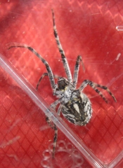 Aculepeira packardi