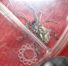 Aculepeira packardi