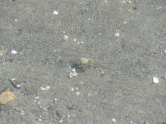 Pagurus hirsutiusculus