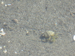 Pagurus hirsutiusculus