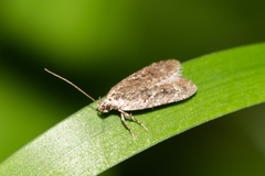 Agonopterix hypericella