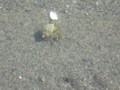 Pagurus hirsutiusculus