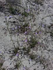 Gilia tenuiflora