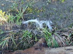 Porrhothele antipodiana