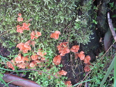 Podoscypha petalodes