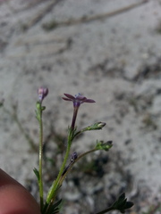 Gilia tenuiflora