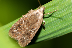 Agonopterix hypericella