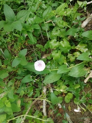 Convolvulus betonicifolius