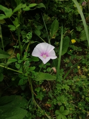 Convolvulus betonicifolius