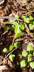 Pterostylis trullifolia
