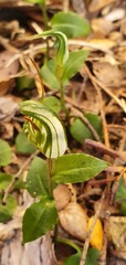 Pterostylis trullifolia