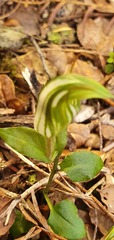 Pterostylis trullifolia