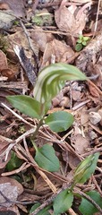 Pterostylis trullifolia