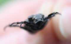 Cremastocheilus crinitus