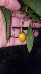 Solanum aviculare